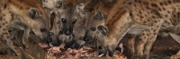 SpottedHyenas_6025 1